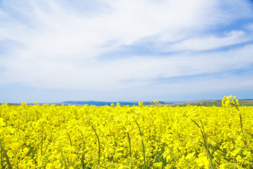 Geneticky modifikované organizmy - GMO